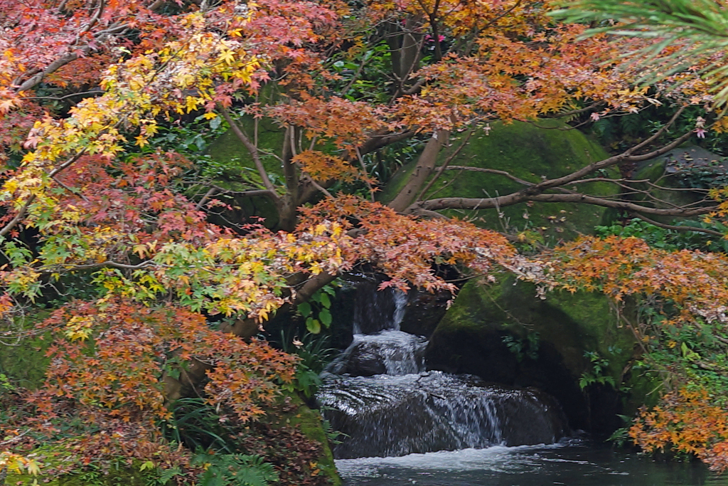 紅葉と流れ