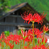 つぼみ一杯 曼珠沙華