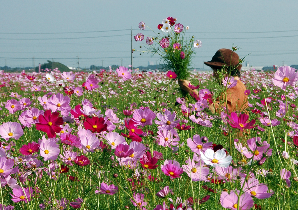 コスモス「花の海」　 ③ 花束 抱えて