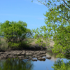 Blue in Green　② 新緑の遊水地 水路