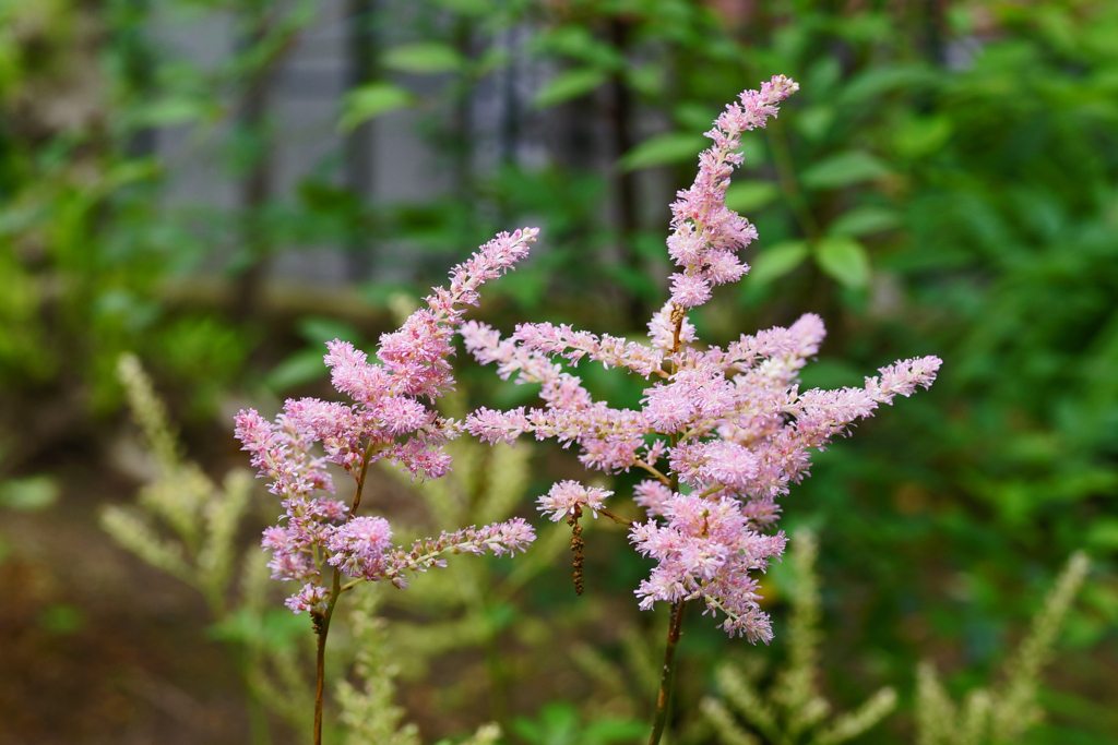 庭の花　名知らず ①