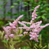 庭の花　名知らず ①