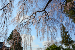 枝垂桜　④桜花の傘の中から