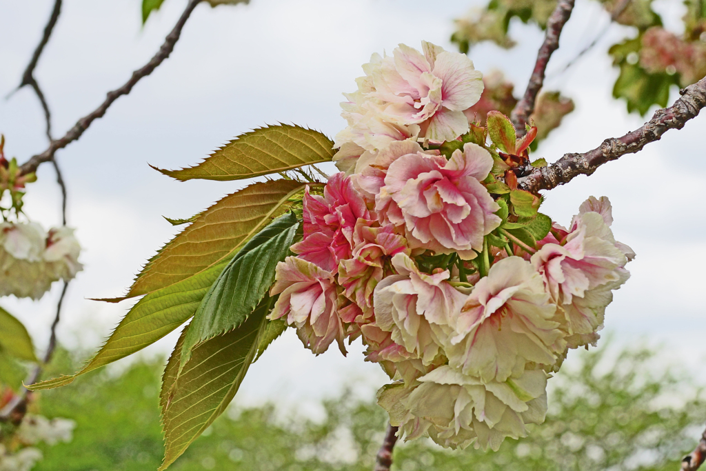 御衣黄桜　赤く色づき始める