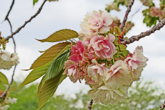 御衣黄桜　赤く色づき始める