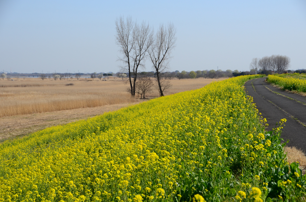 菜の花土手と「カメラマンの木」