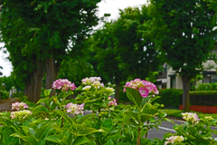 道端に咲く  ① 街路樹と紫陽花