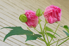 酔芙蓉　③ ご機嫌な気分