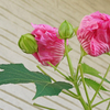 酔芙蓉　③ ご機嫌な気分