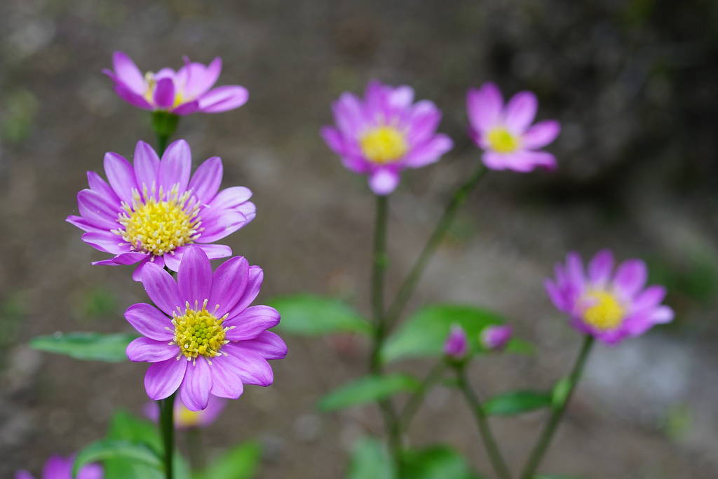 庭の花　みやこわすれ ①　