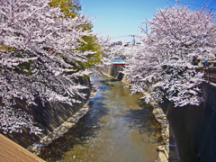 中山道を歩くⅢ　⑱橋から見る桜と石神井川