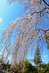 枝垂桜　③滝のように