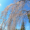 枝垂桜　③滝のように