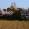 桜と春耕②