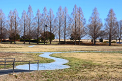 遊水地子供広場の冬木立