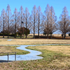 遊水地子供広場の冬木立