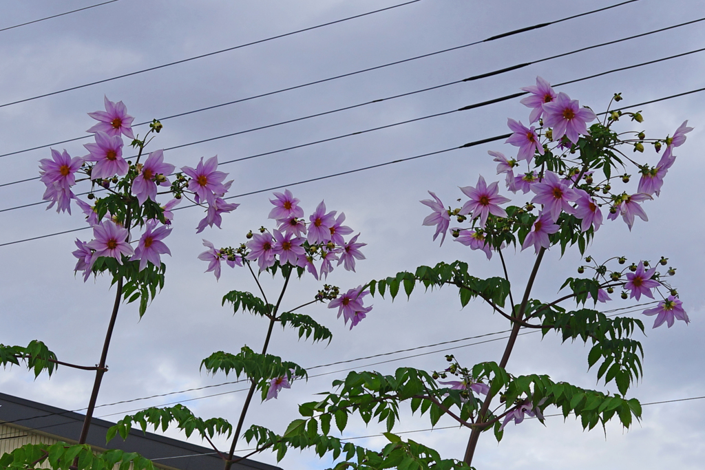 見上げれば花　皇帝ダリア？