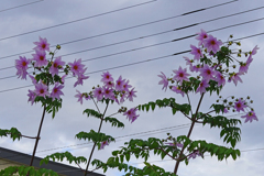 見上げれば花　皇帝ダリア？