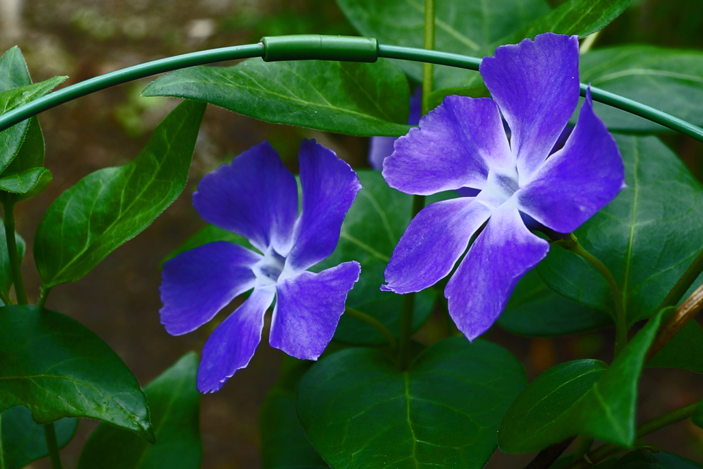 庭の花　②つるむらさき