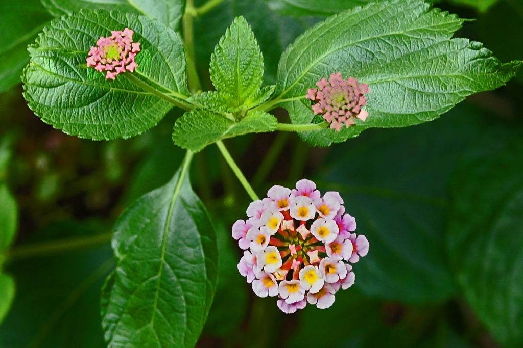 庭の花　⑤ランタナ 親子