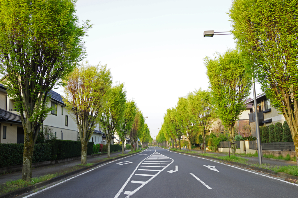 早朝の街路樹