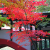 本土寺の紅葉　 ③ 回廊と紅葉 Ⅱ 