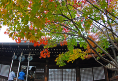 本土寺の紅葉　⑨ お参り