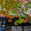 本土寺の紅葉　⑨ お参り