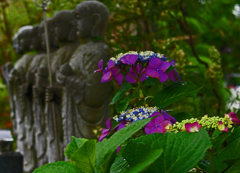 紫陽花と六地蔵尊
