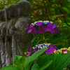 紫陽花と六地蔵尊
