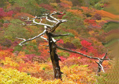 那須紅葉　④ 枯れ木と紅葉