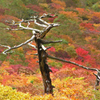 那須紅葉　④ 枯れ木と紅葉