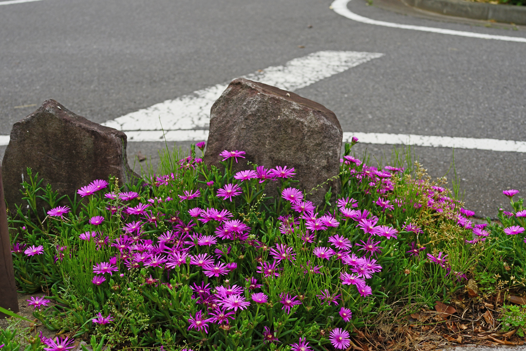 道端に咲く ②