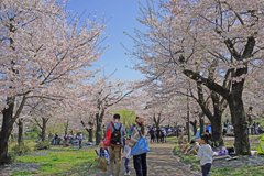 花の山 ③