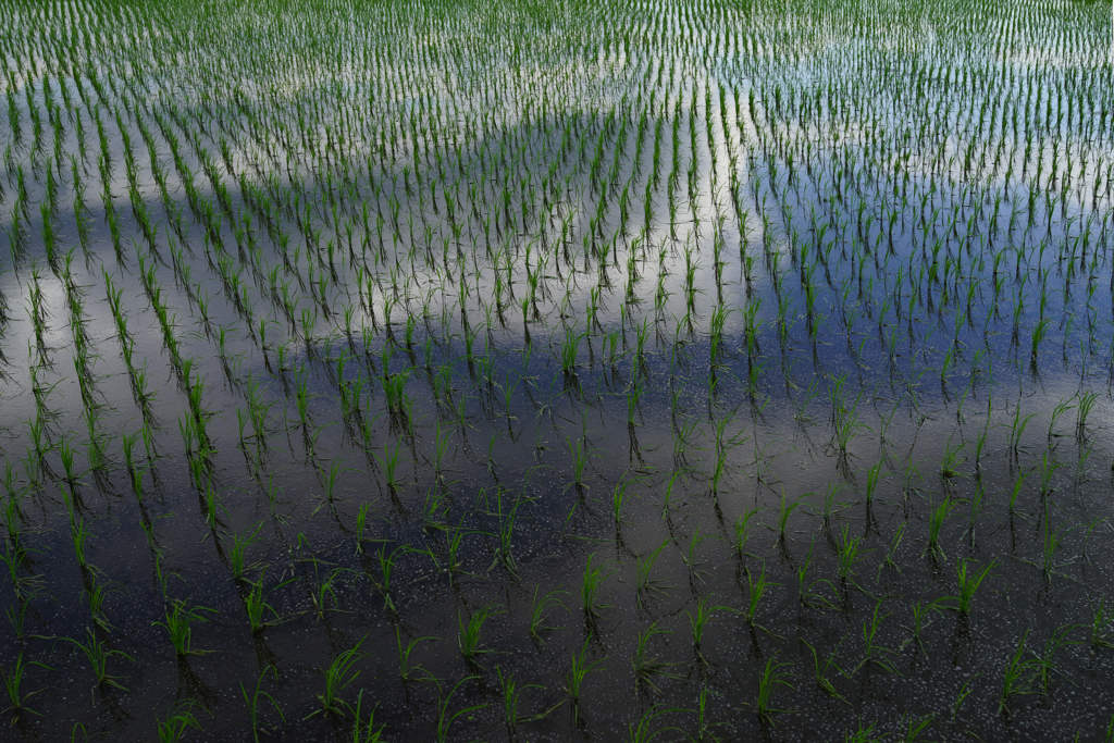 梅雨の晴れ間①