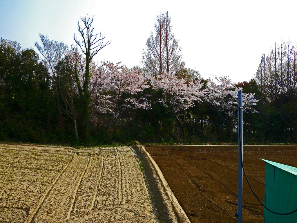 桜と春耕①