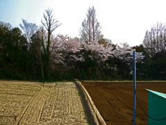 桜と春耕①