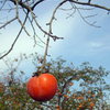 あんぽ柿の里　⑧ ポツンと一つ