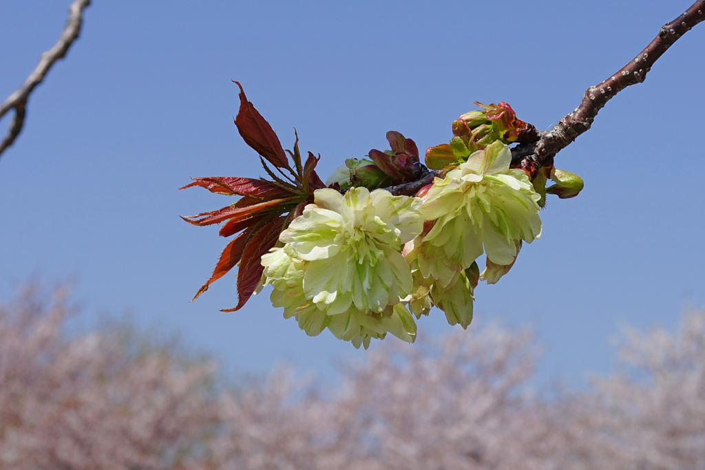 2020御衣黄桜　② アップでも冴える顔