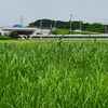 夏草や強者どもが通り過ぎ  ①リバティ