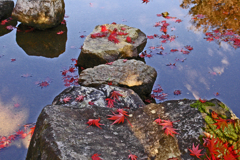 蓬莱山　⑧ 落葉と青空