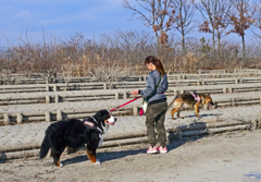 犬のお散歩　① 強そうなワンこ