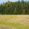 晩秋の田圃模様③　ステッチ入り