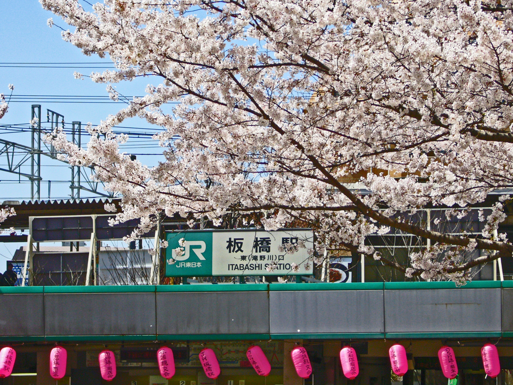 中山道を歩くⅢ　⑬桜満開 板橋駅前