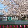 中山道を歩くⅢ　⑬桜満開 板橋駅前