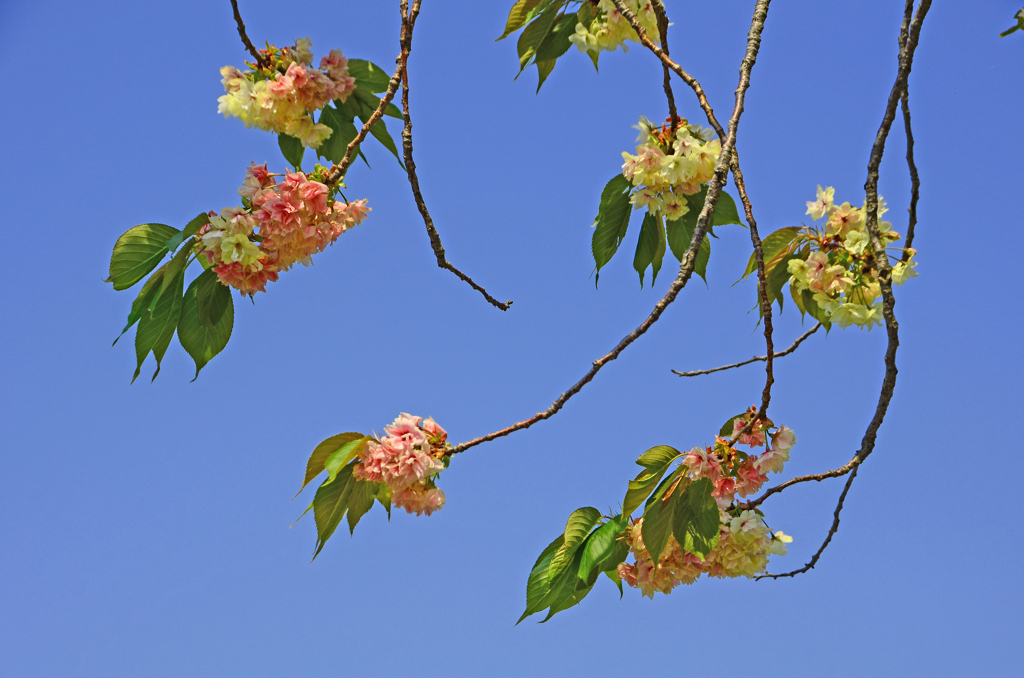 御衣黄桜　④ 枝先の花 赤くなってきた