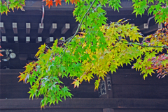 本土寺の紅葉　⑦ 「もみじは赤だけじゃないよ」
