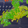 本土寺の紅葉　⑦ 「もみじは赤だけじゃないよ」
