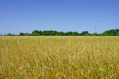 青空と小麦畑