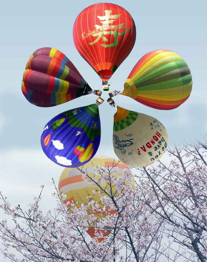 バルーン・レース　番外編 バルーン桜 満開